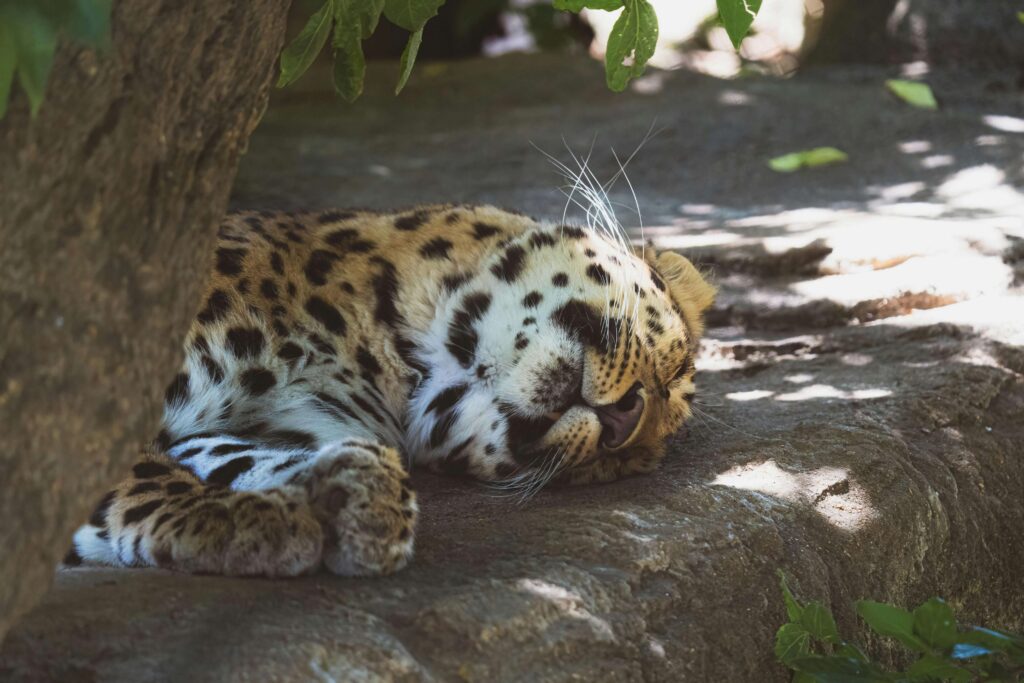 animal laying down in the st louis zoo in st louis