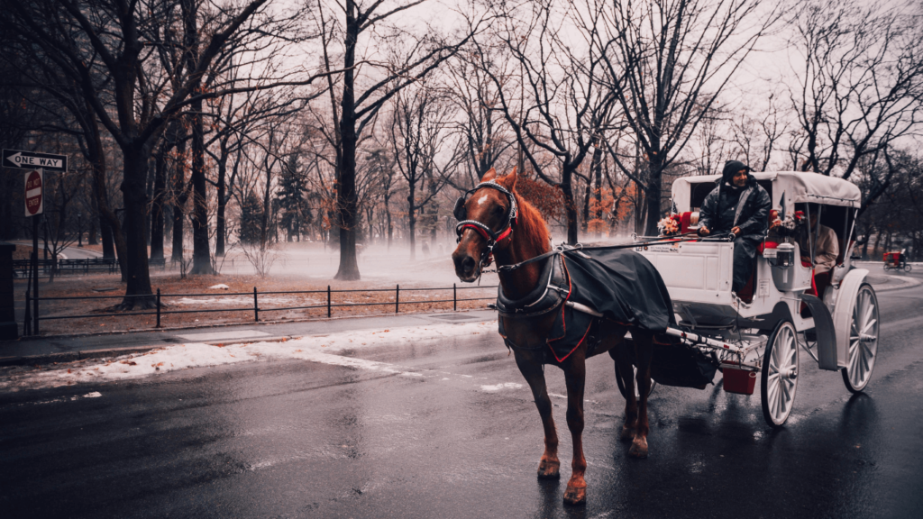 a private horse carriage ride in central park new york city